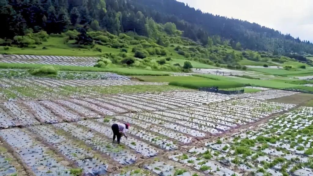 迭部：乡村振兴开出“致富良方”